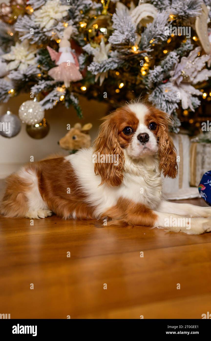 Cavalier King Charles a Natale Foto Stock