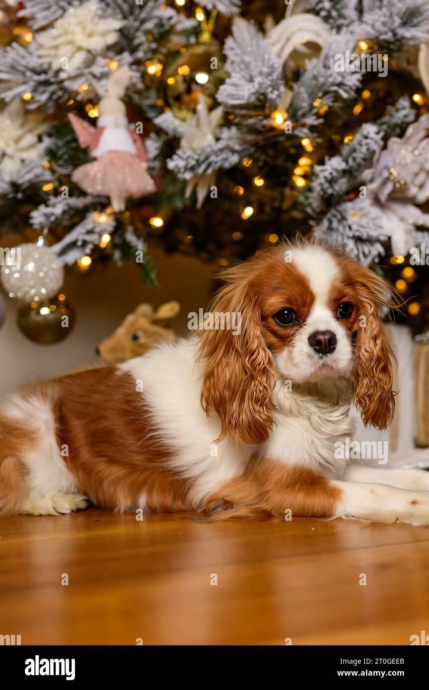 Cavalier King Charles a Natale Foto Stock