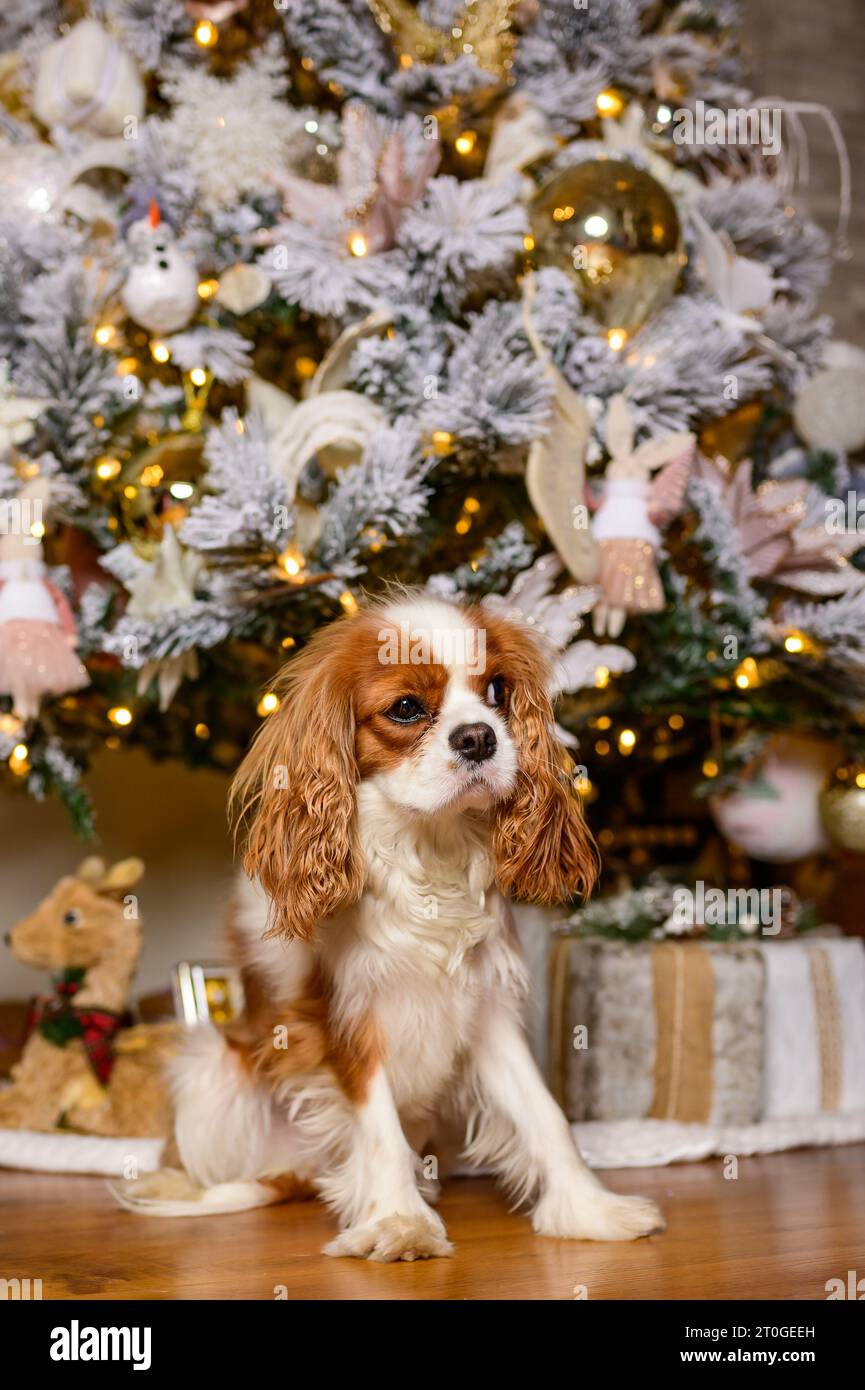 Cavalier King Charles a Natale Foto Stock
