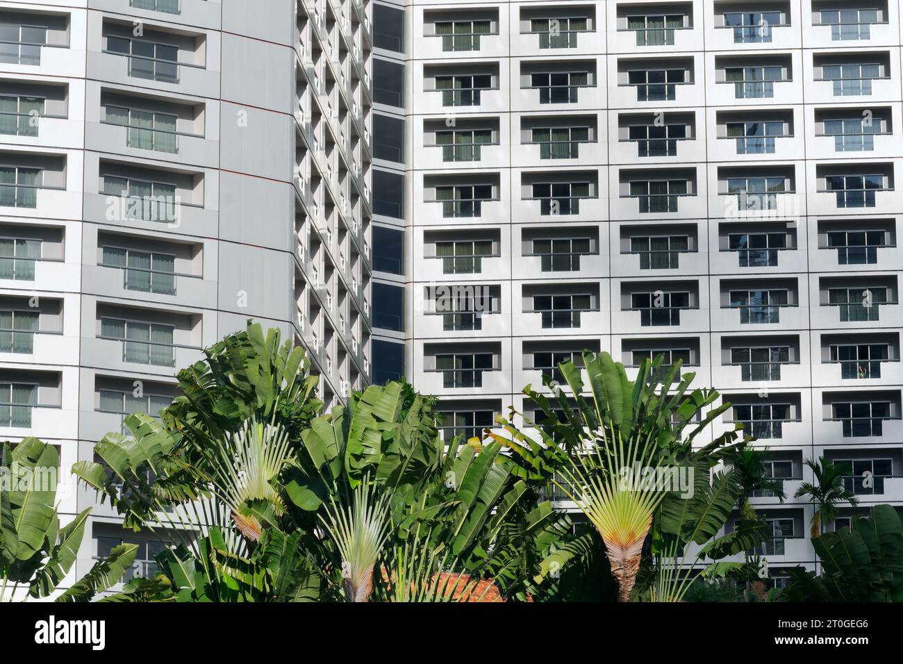 Hotel Fairmont, nel quartiere degli affari e civico di Singapore, con Traveller's Palms visto di fronte, appartiene effettivamente al vicino Raffles Hotel Foto Stock