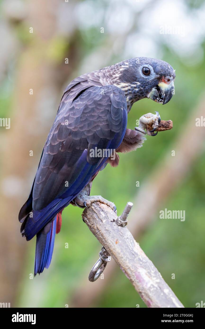 Il pappagallo nero (Pionus fuscus) è un pappagallo di medie dimensioni prevalentemente grigio-marrone scuro del genere Pionus della vera famiglia dei pappagalli. Foto Stock