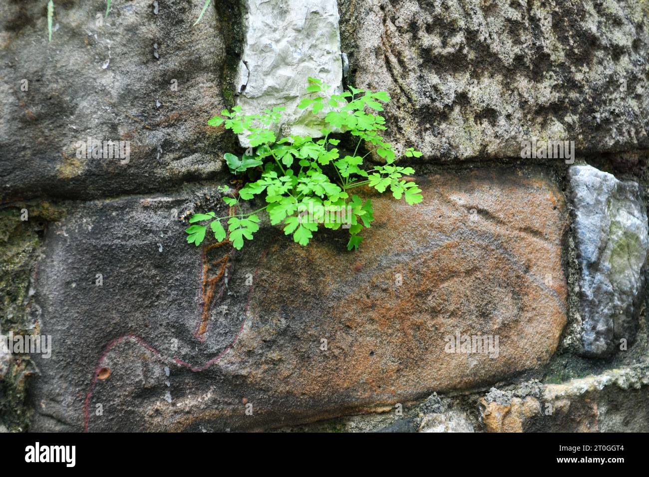 Foto di una pianta che cresce in una crepa in un muro di mattoni Foto Stock