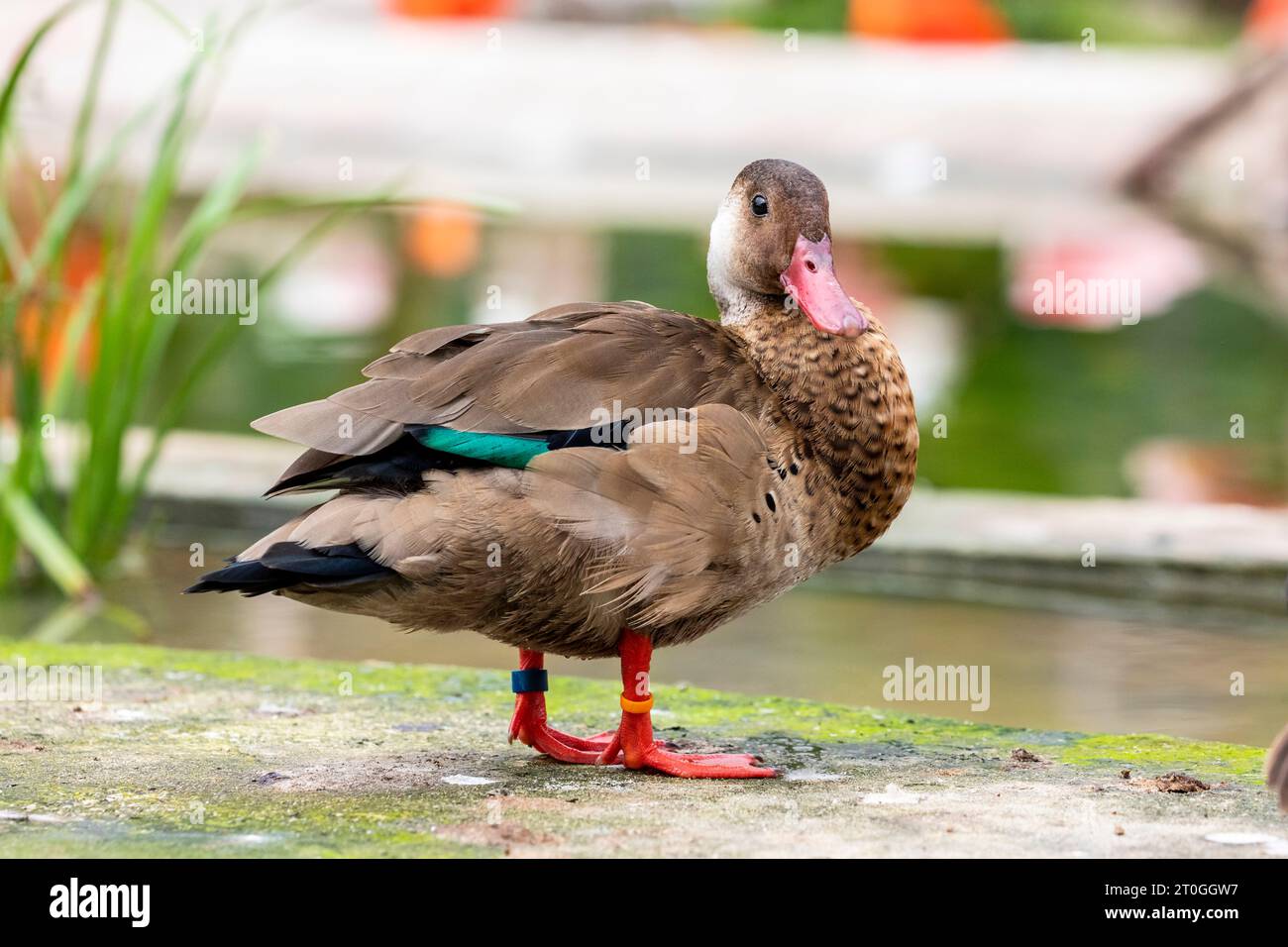 L'anatra brasiliana maschile (Amazonetta brasiliensis) è l'unica anatra del genere Amazonetta. È ampiamente diffuso nell'America del Sud orientale. Foto Stock