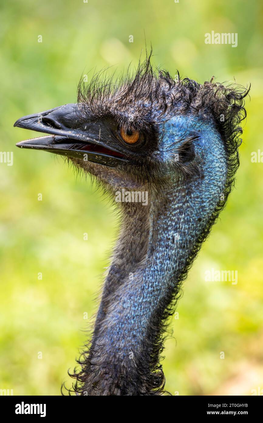 L'emu (Dromaius novaehollandiae) è il secondo uccello vivente per altezza, dopo il suo parente ratito, l'struzzo. È endemico per l'Australia. Foto Stock