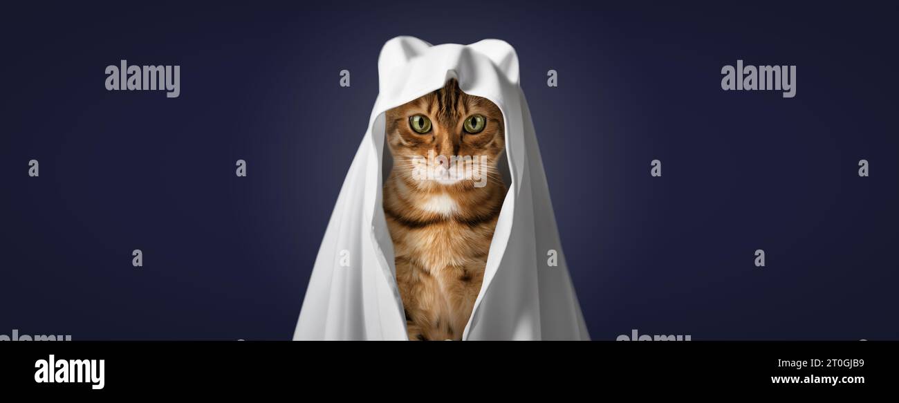 Gatto rosso in costume fantasma. Ghost Cat, sfondo festivo per Halloween. Foto Stock