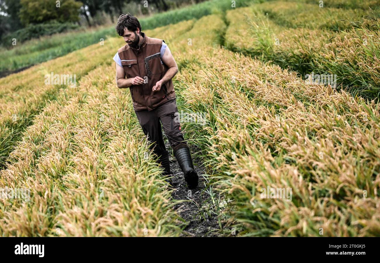 Linum, Germania. 6 ottobre 2023. Il contadino Robert Jäckel ispeziona i campi di riso. I grani vengono raccolti per la prima volta in una prova nella zona dello stagno di Linum. Crediti: Britta Pedersen/dpa/Alamy Live News Foto Stock