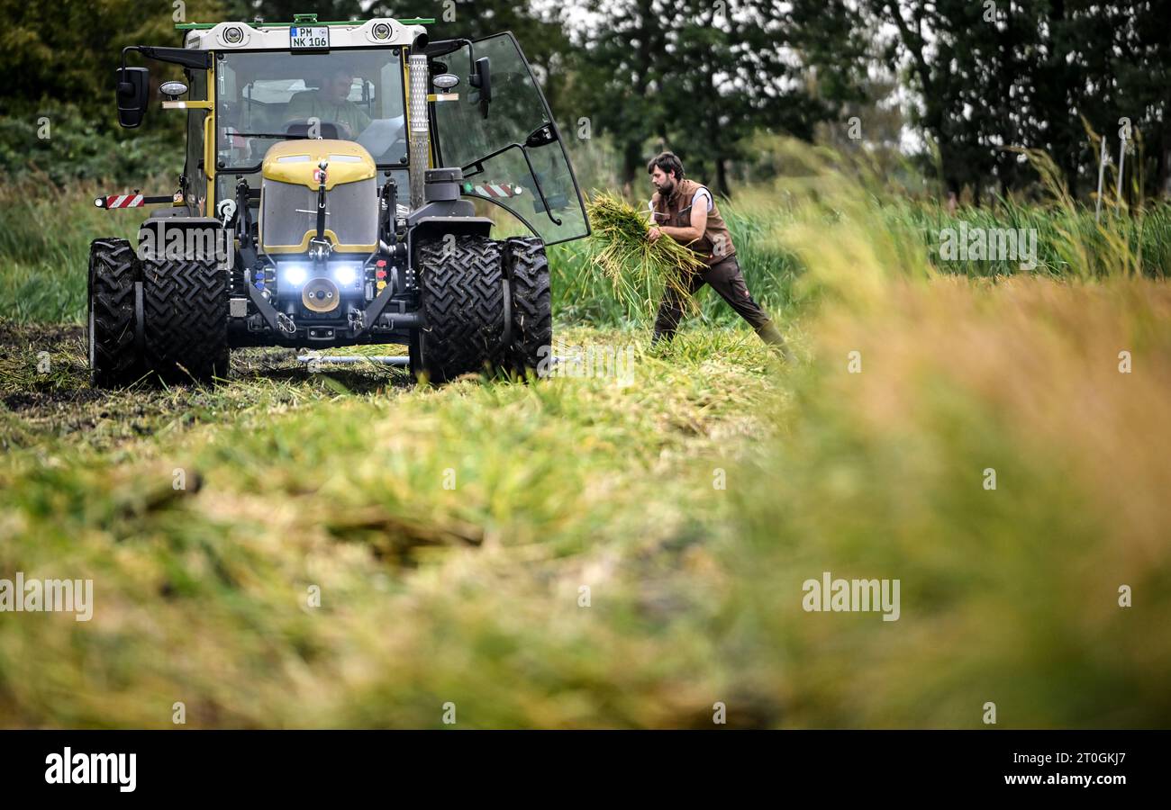 Linum, Germania. 6 ottobre 2023. Robert Jäckel, agricoltore che raccoglie riso. I grani vengono raccolti per la prima volta in una prova nella zona dello stagno di Linum. Crediti: Britta Pedersen/dpa/Alamy Live News Foto Stock
