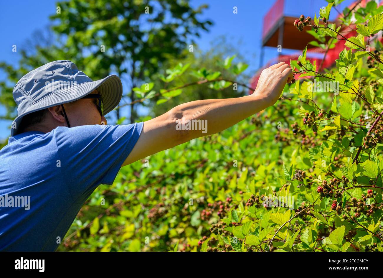 I turisti raccolgono bacche selvatiche che crescono lungo la strada. Poulsbo. Stato di Washington. Foto Stock