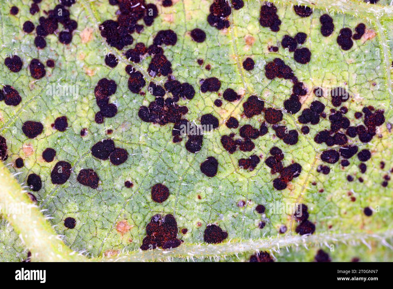 Ruggine di girasole. Una malattia fungina dei girasoli causata da Puccinia helianthi. Foto Stock