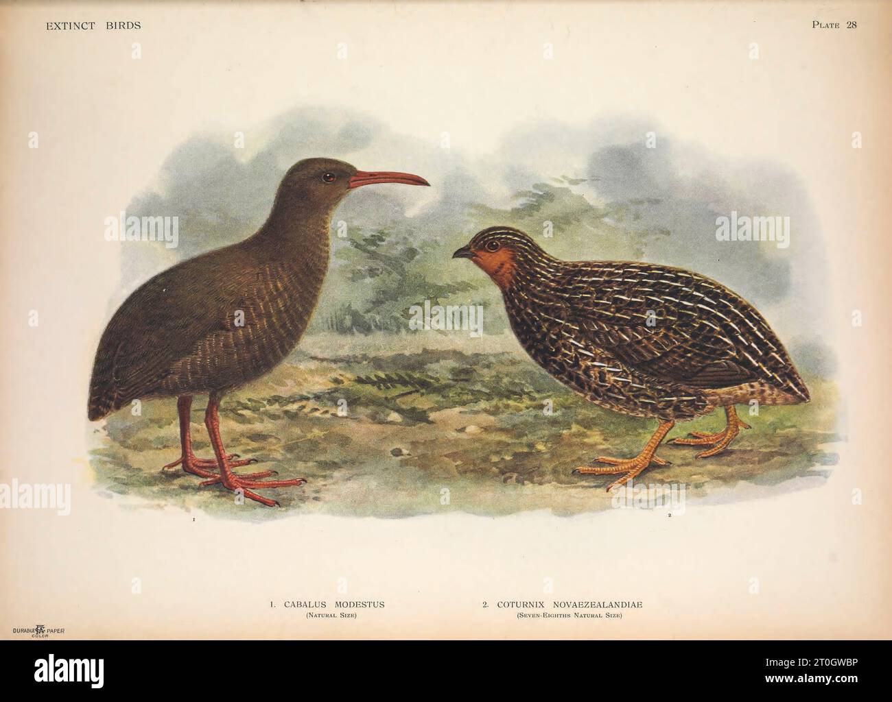 Uccelli estinti, illustrazione Foto Stock