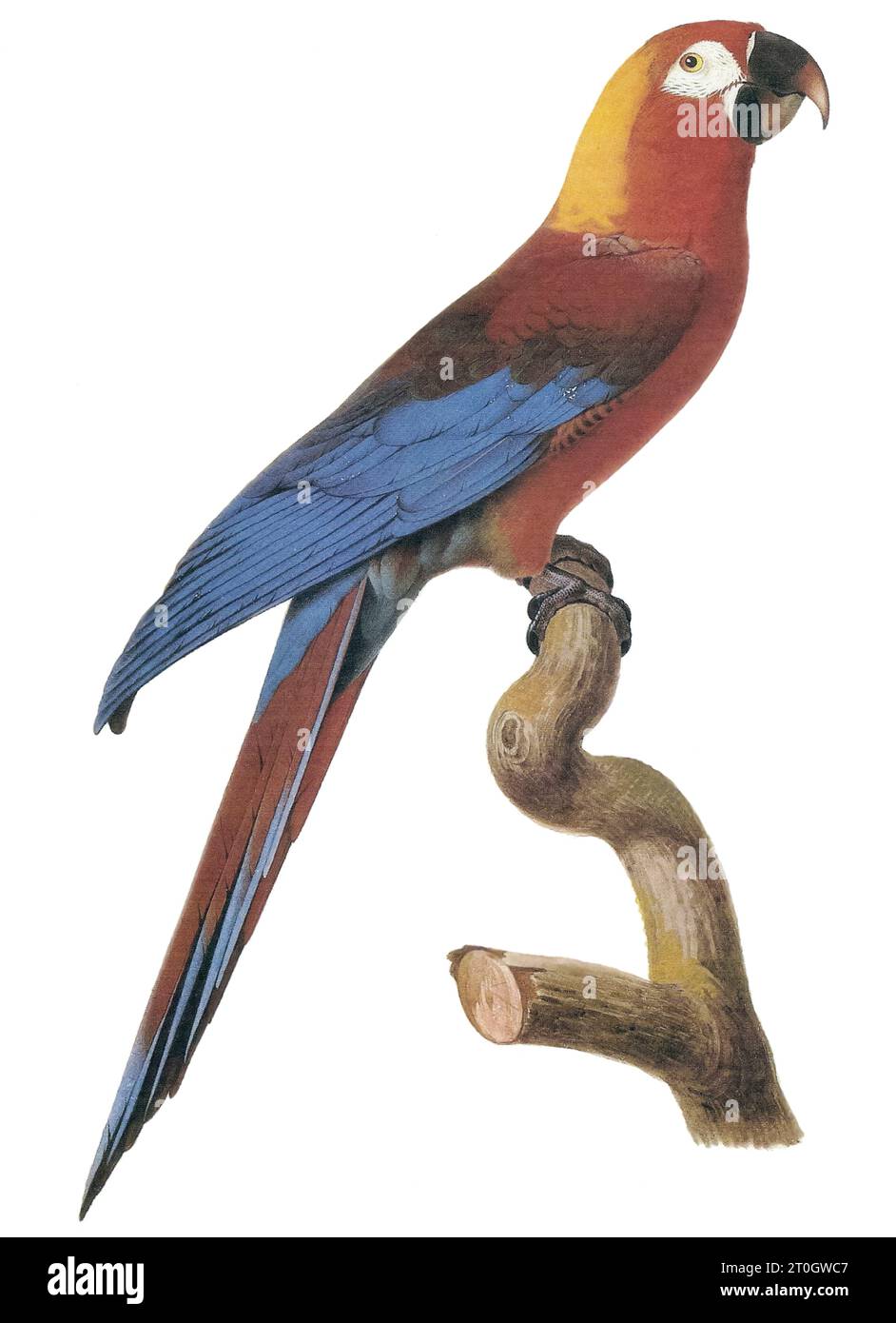 Macaw ispaniolano, illustrazione Foto Stock
