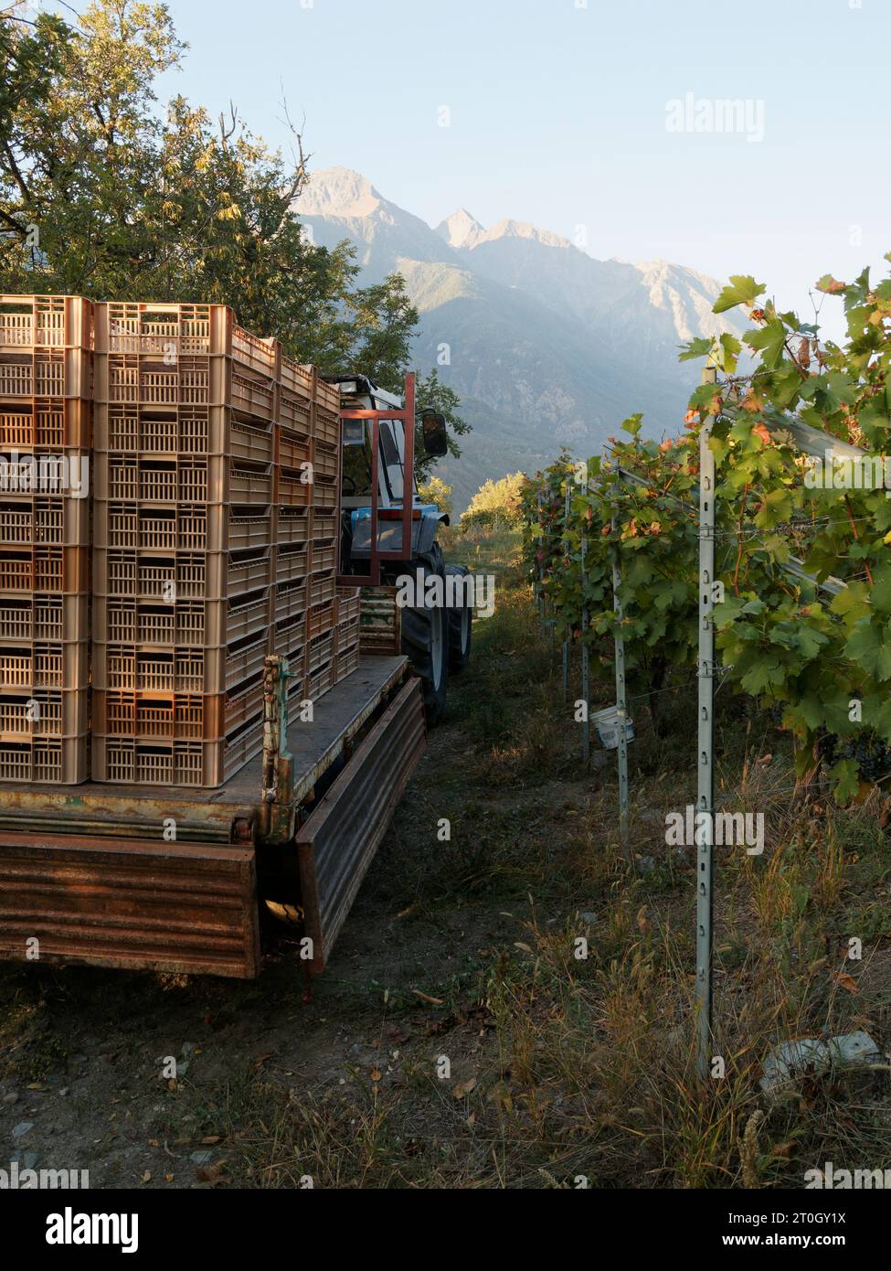 Trattore e rimorchio con vassoi in un vigneto durante la vendemmia vendemmia in una mattina d'autunno. Nus, Valle d'Aosta NW Italia, settembre 2023 Foto Stock