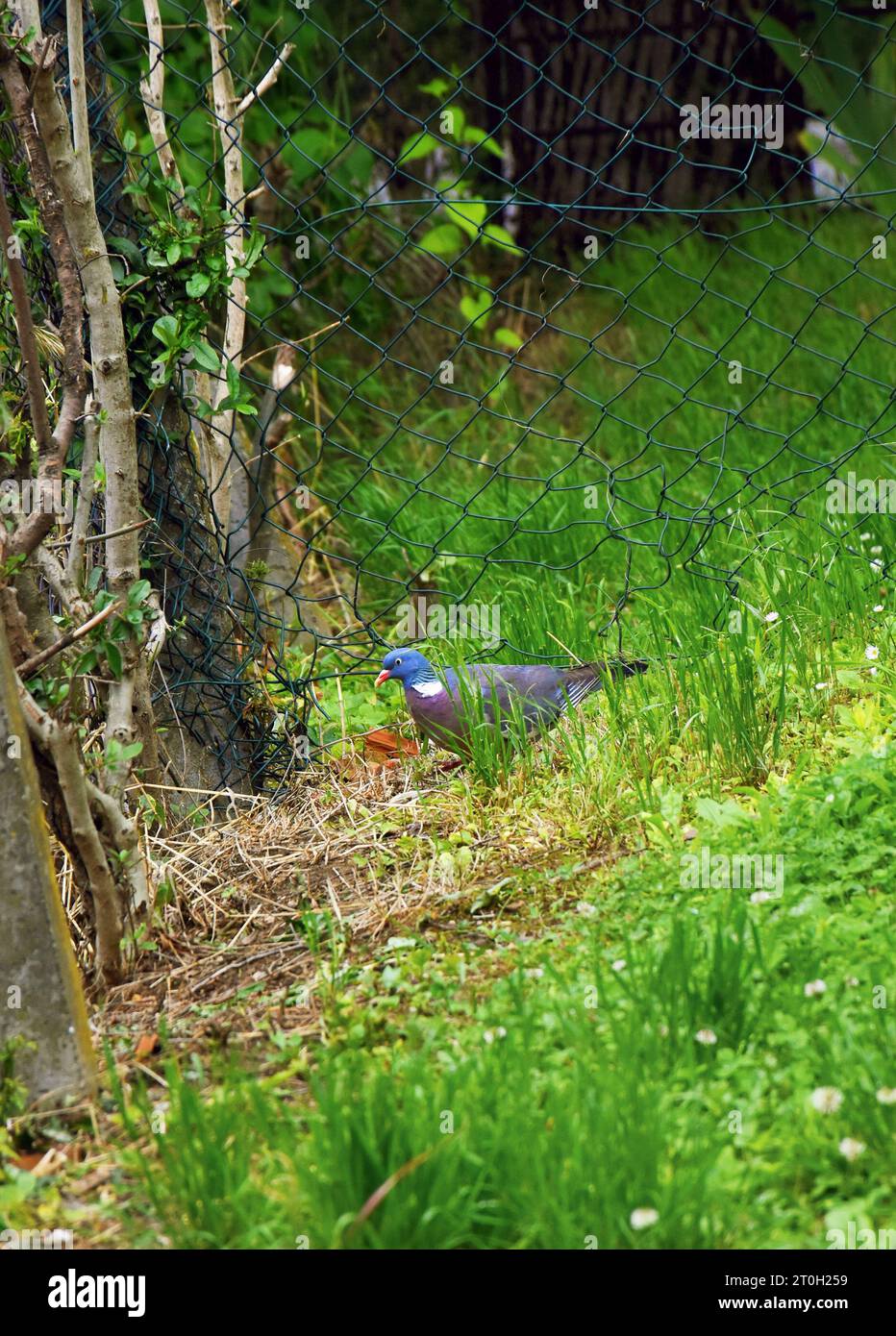 Un piccione con piume grigie e un motivo bianco sul collo. Un uccello cammina casualmente sull'erba accanto a una recinzione metallica intrecciata Foto Stock