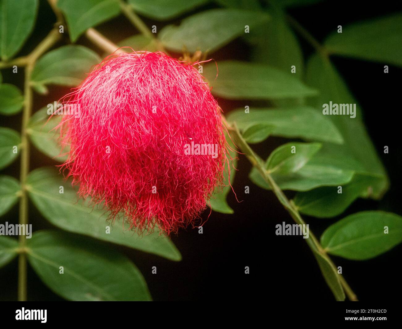 Floreale Powderpuff in The Tropical Biodome all'Eden Project Foto Stock