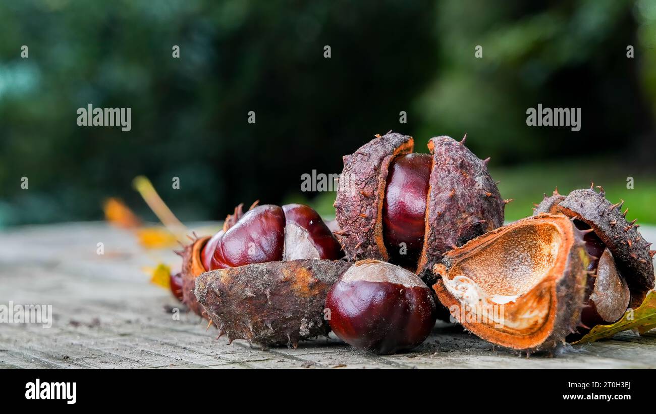 Castagne all'esterno su un tavolo di legno Foto Stock