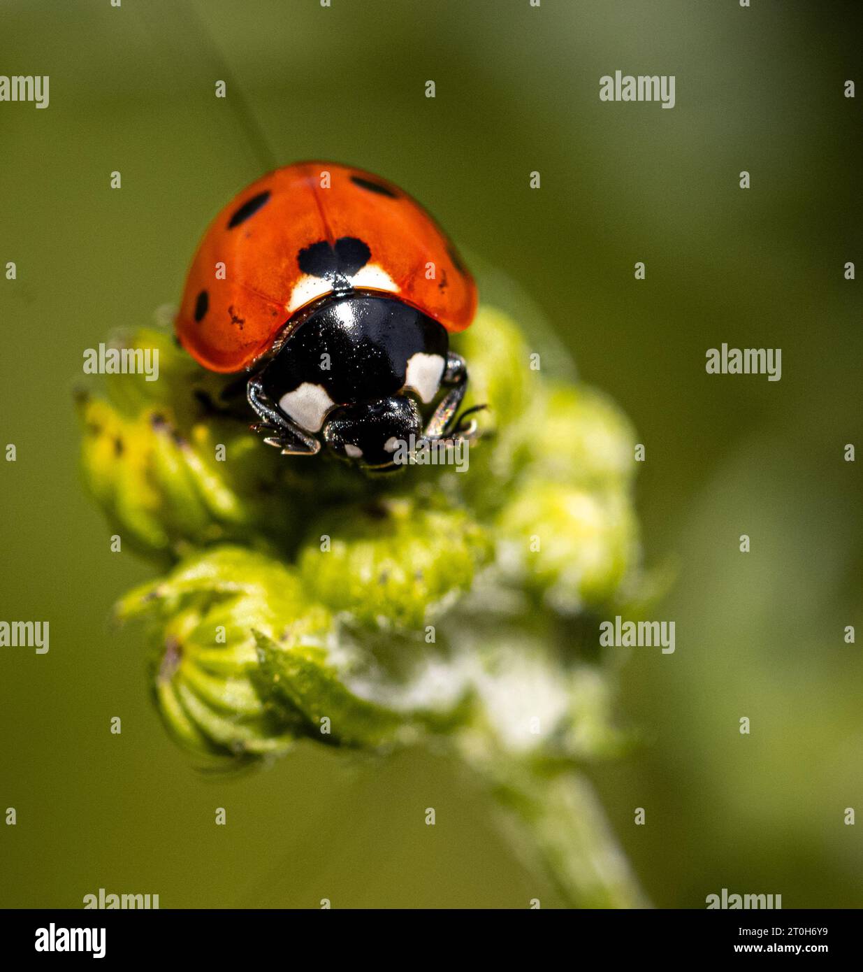 Ladybug seduta su un fiore Foto Stock