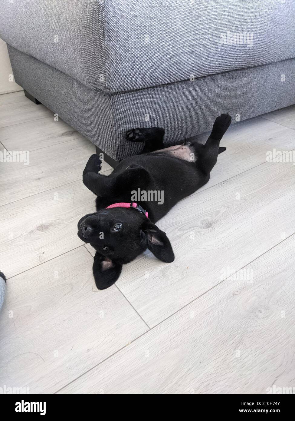 Cucciolo Black labrador retriever appoggiato sul pavimento Foto Stock
