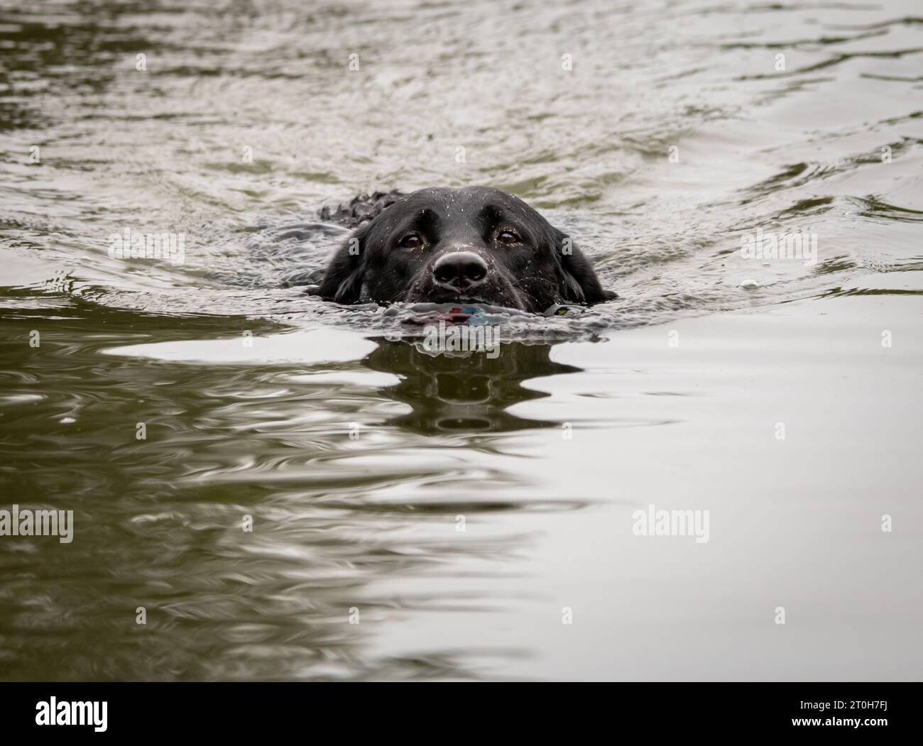 Black labrador retriever che nuota in un lago verso la telecamera Foto Stock