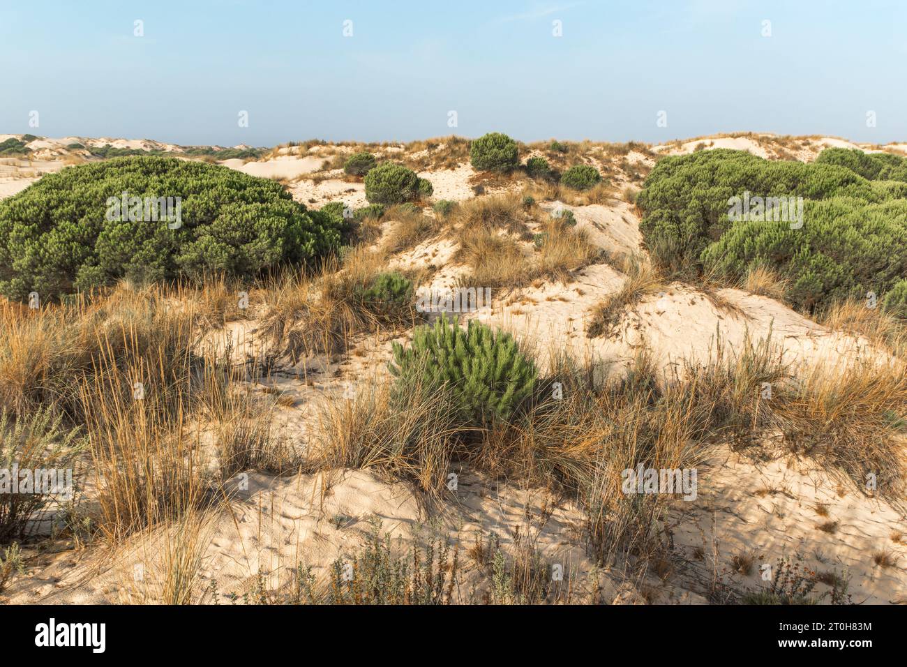 Vista del paesaggio nel Parco Nazionale di Coto Donana, Andalusia, Spagna Foto Stock