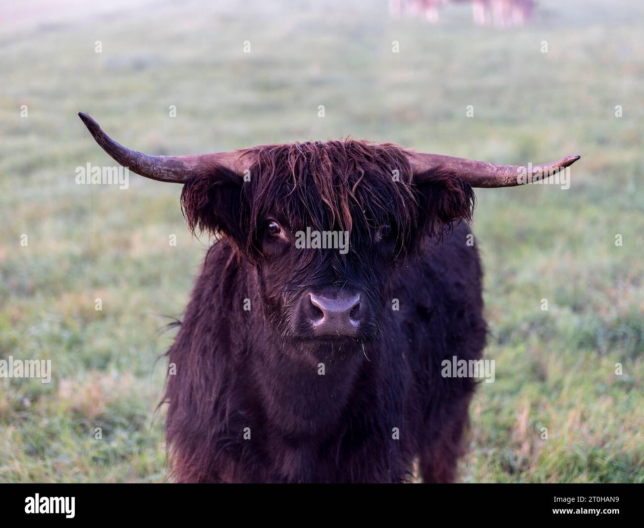 Giovane toro nero con corna pascolo, Spreewald, Brandeburgo, Germania Foto Stock