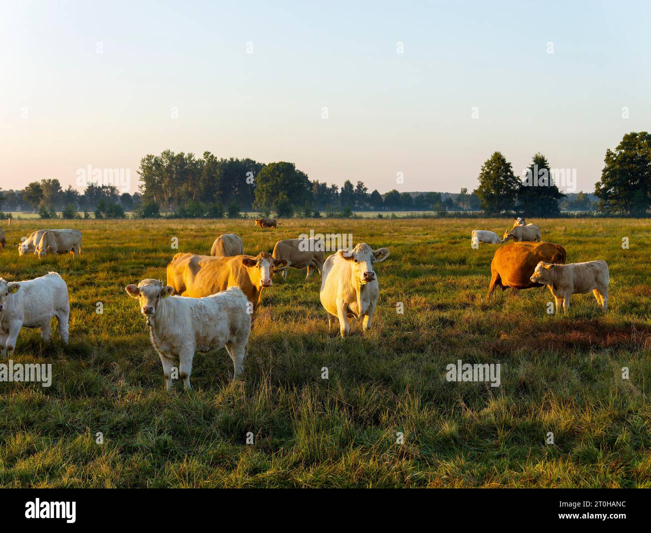 Bovini (Bovidae) giovani tori al pascolo, Brandeburgo, Germania Foto Stock