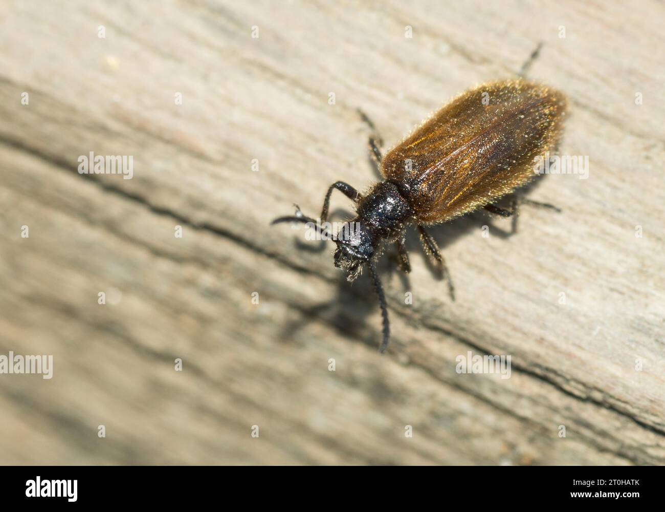 Scarabeo Darkling (Lagria hirta) seduto su legno, riserva naturale Teufelsmauer, Harz orientale, Sassonia-Anhalt, Germania Foto Stock