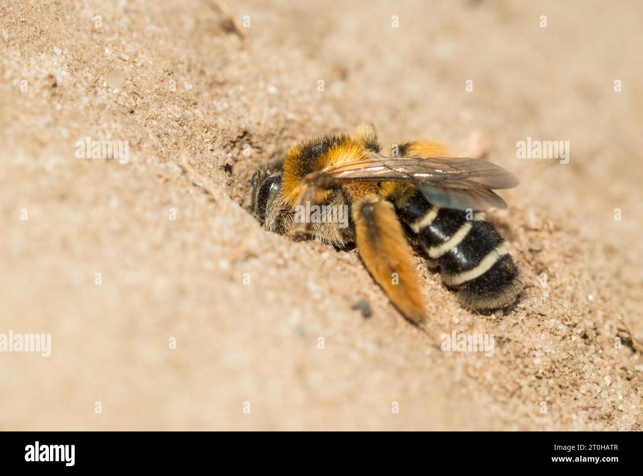 Pantalone con le gambe ruvide o petto marrone o pantalone con frange scure o pantalone (Dasypoda hirtipes), femmina, che sta scavando una covata Foto Stock