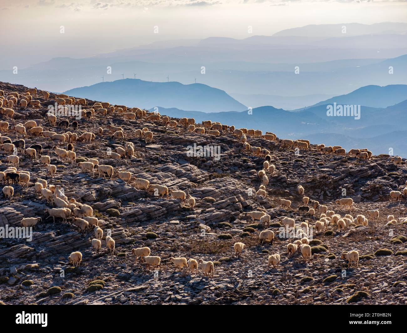 Mandria di capre che si aggira liberamente nella zona di Psiloritis, nel massiccio dell'Ida, a Creta, in Grecia Foto Stock