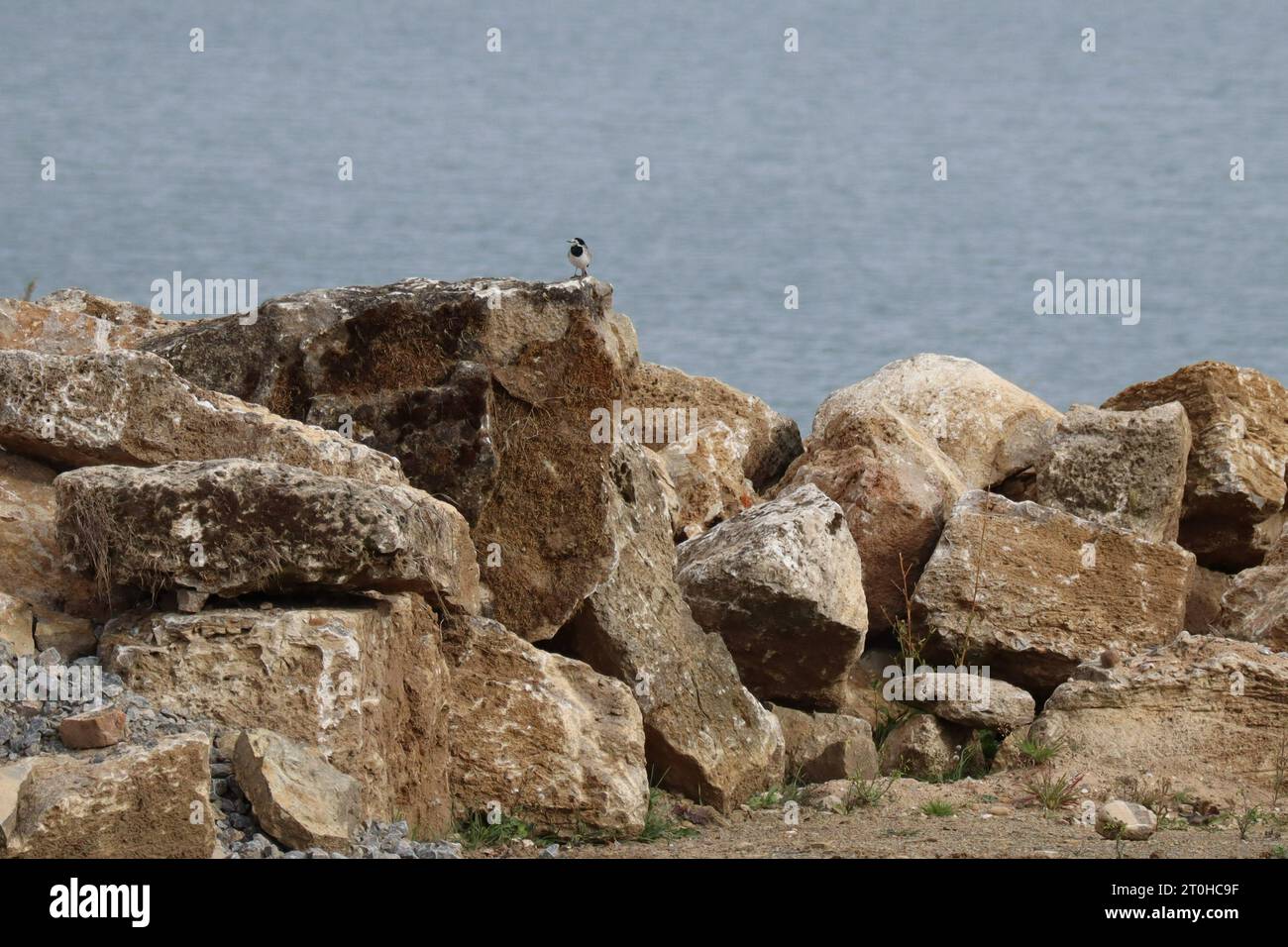 Wagtail ha scelto un romantico punto roccioso Foto Stock