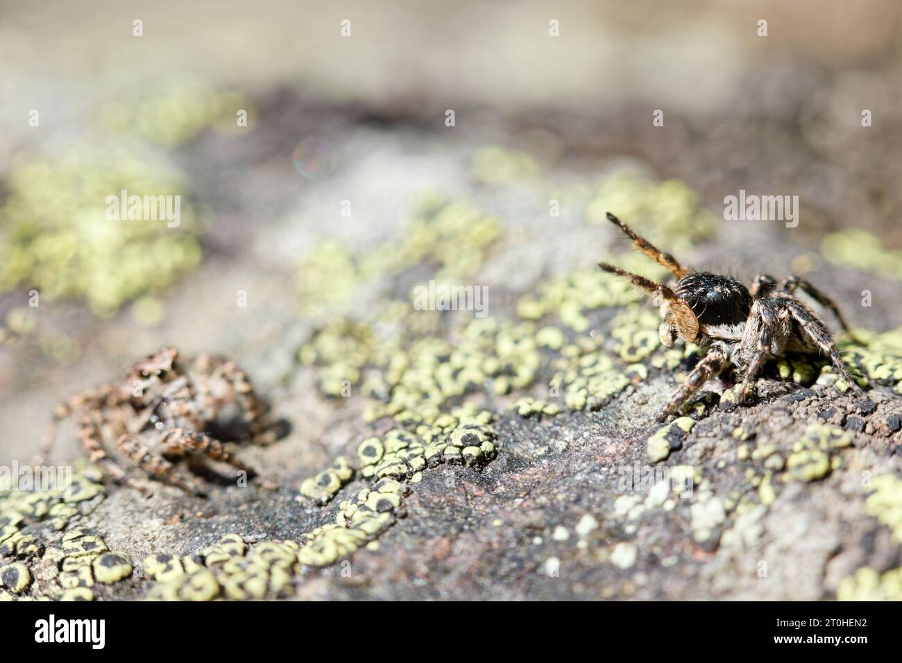 Mostra di corteggiamento con ragno saltato con la parte anteriore a V (Aelurillus V-insignitus) Foto Stock