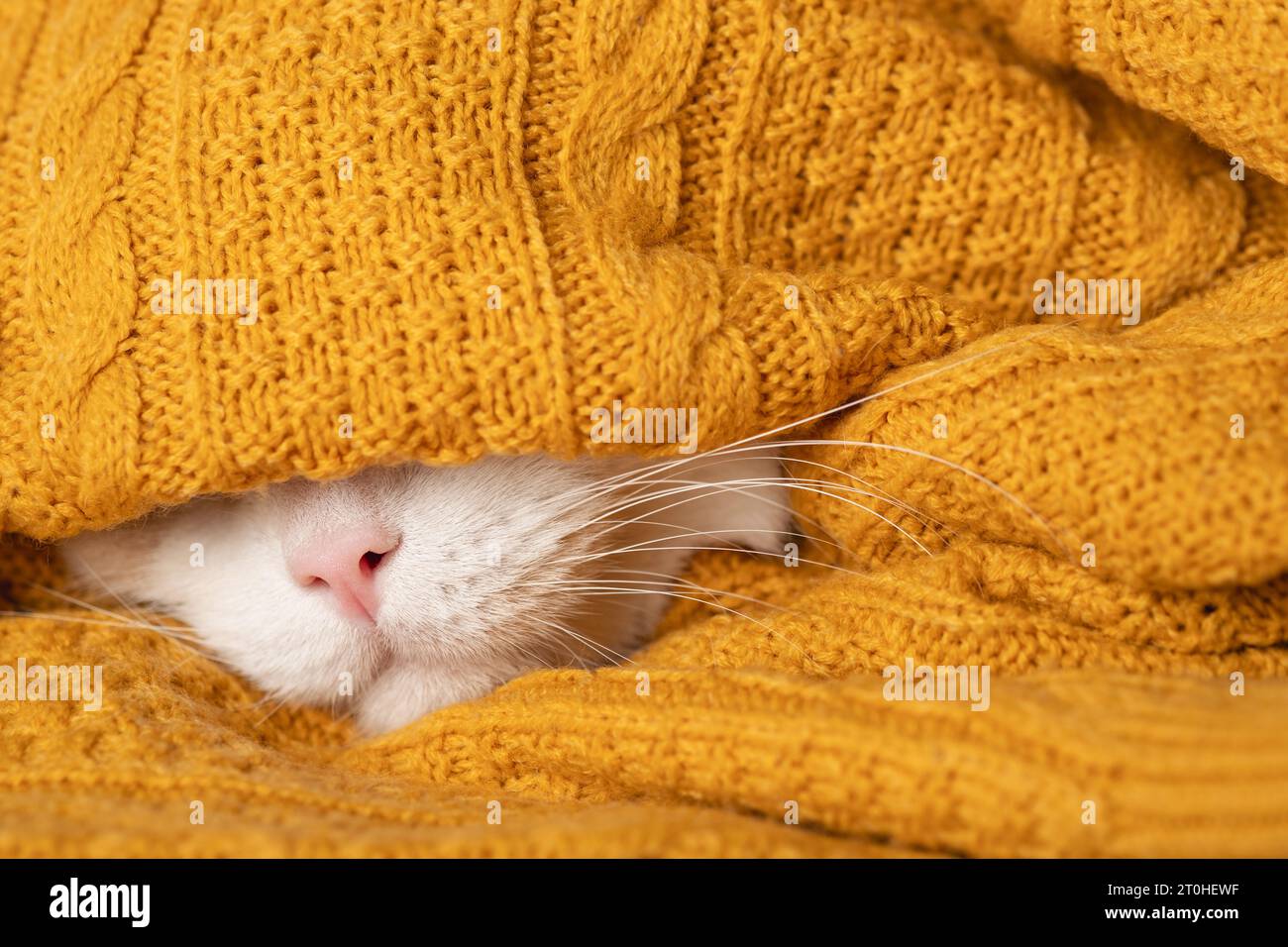 Un simpatico gatto assonnato si sta preparando per un freddo autunno, inverno. La bella bocca bianca di un gatto con naso rosa e baffi lunghi fuoriesce da un bianco caldo Foto Stock