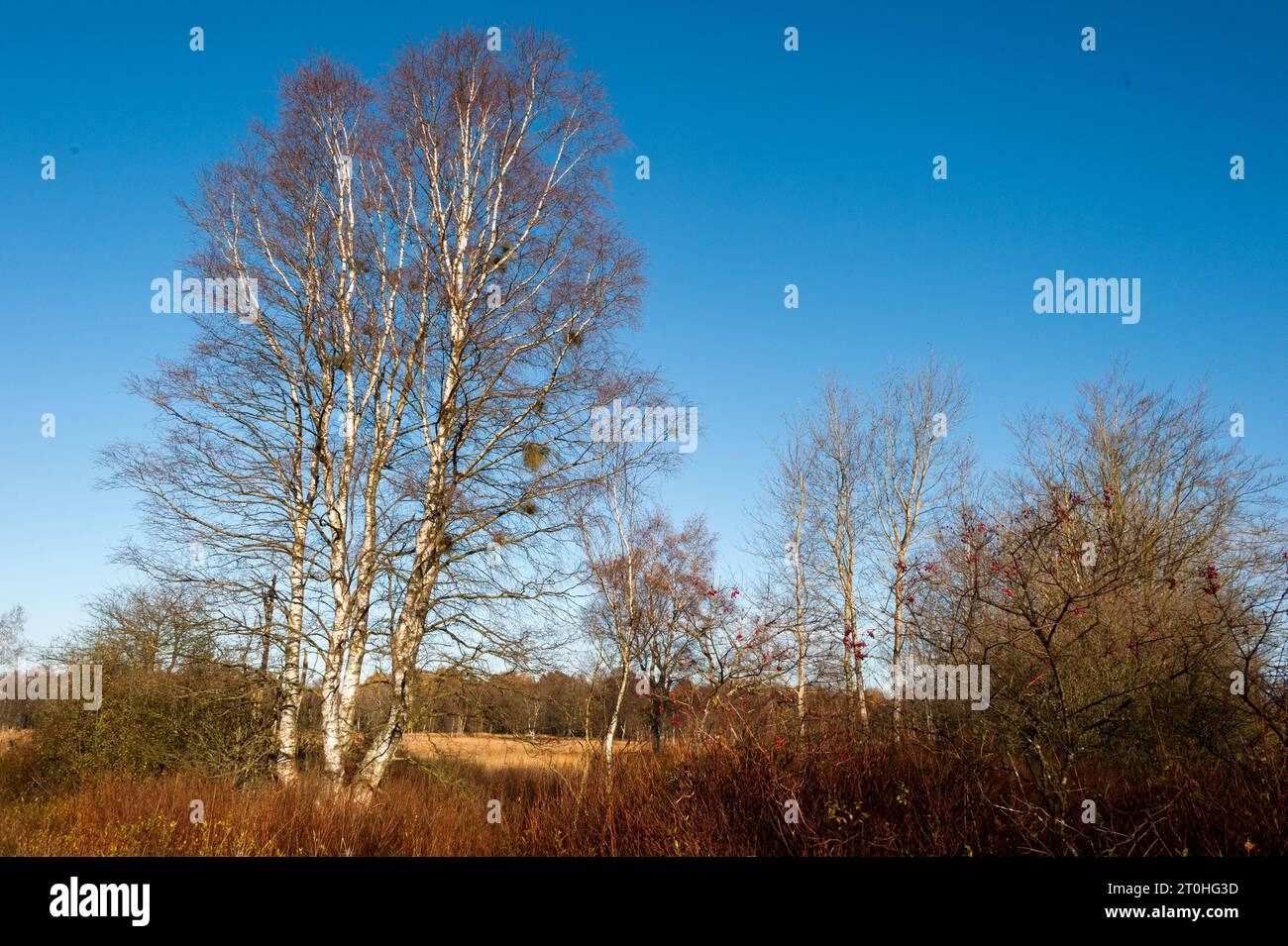 Herbstliche Stimmung in einem Moor mit Binsen und Birken Foto Stock