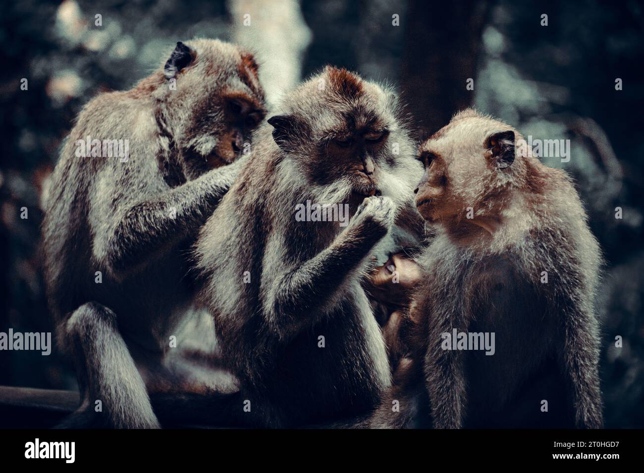 La famiglia delle scimmie si prende cura l'una dell'altra Foto Stock