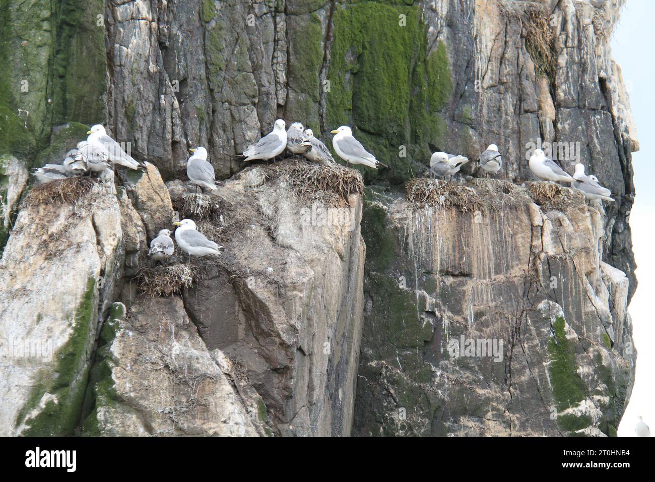 Un gruppo di uccelli gabbiani che si annidano su una ripida parete rocciosa. Foto Stock