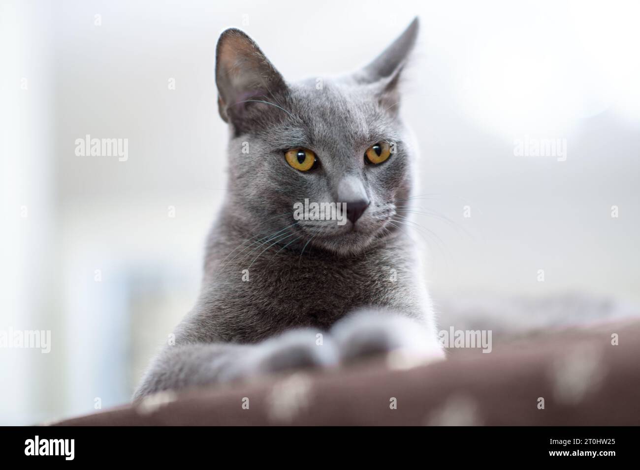 Un intimo primo piano di un gatto russo blu al chiuso, accentuando i suoi occhi blu intenso e la pelliccia blu argentato con una profondità di campo ridotta Foto Stock