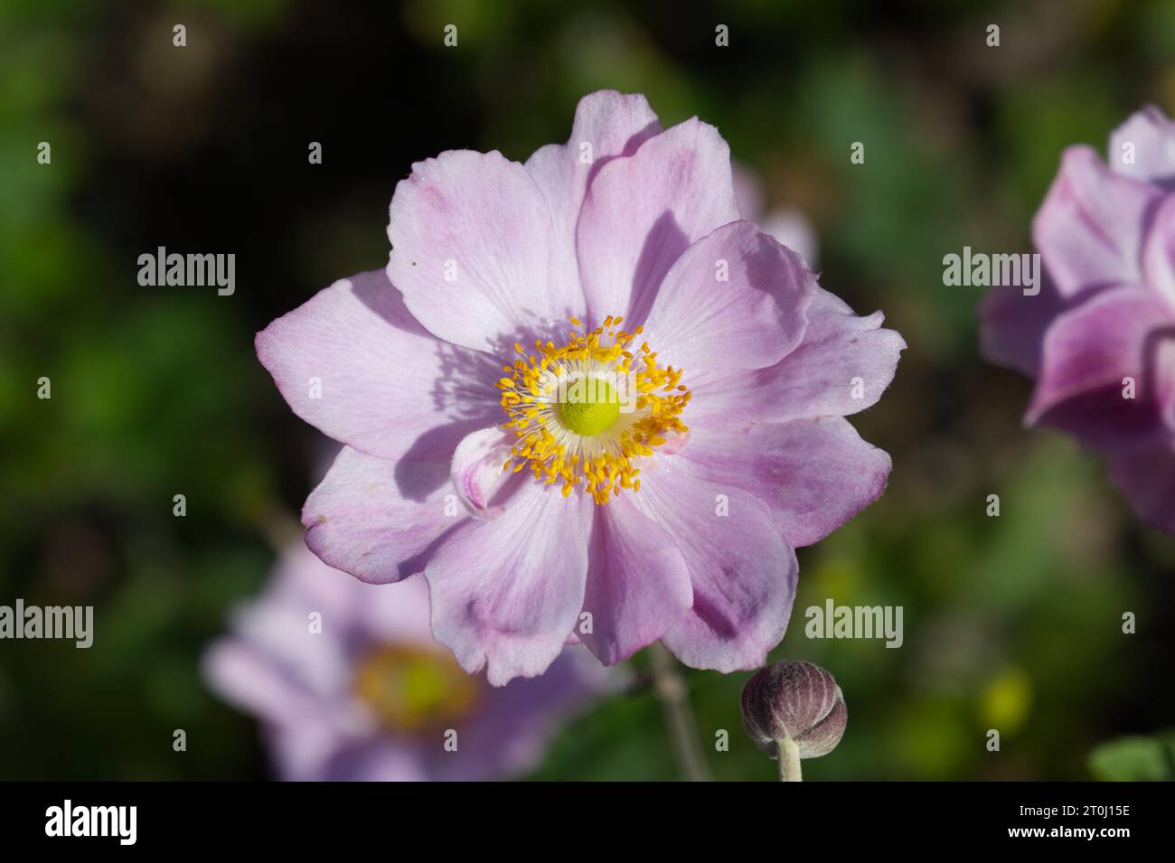 Fiori autunnali rosa di Anemone Konigin Charlotte giapponese nel giardino britannico di settembre Foto Stock