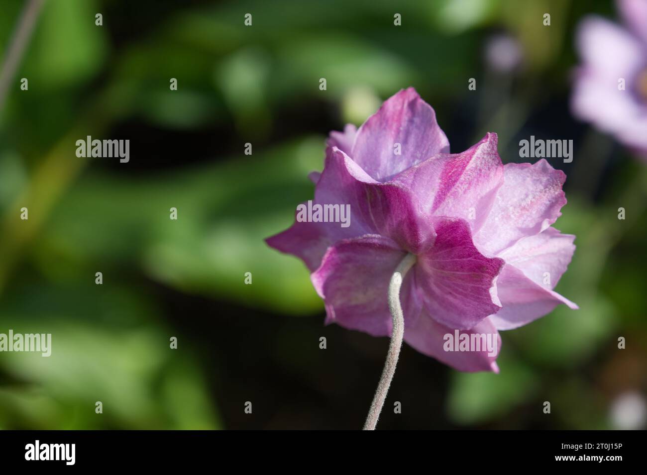 Fiori autunnali rosa di Anemone Konigin Charlotte giapponese nel giardino britannico di settembre Foto Stock