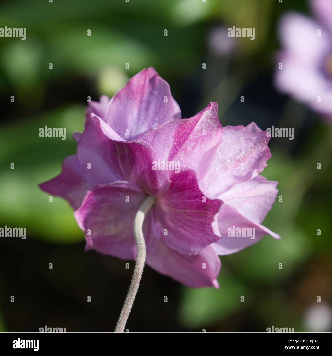 Fiori autunnali rosa di Anemone Konigin Charlotte giapponese nel giardino britannico di settembre Foto Stock