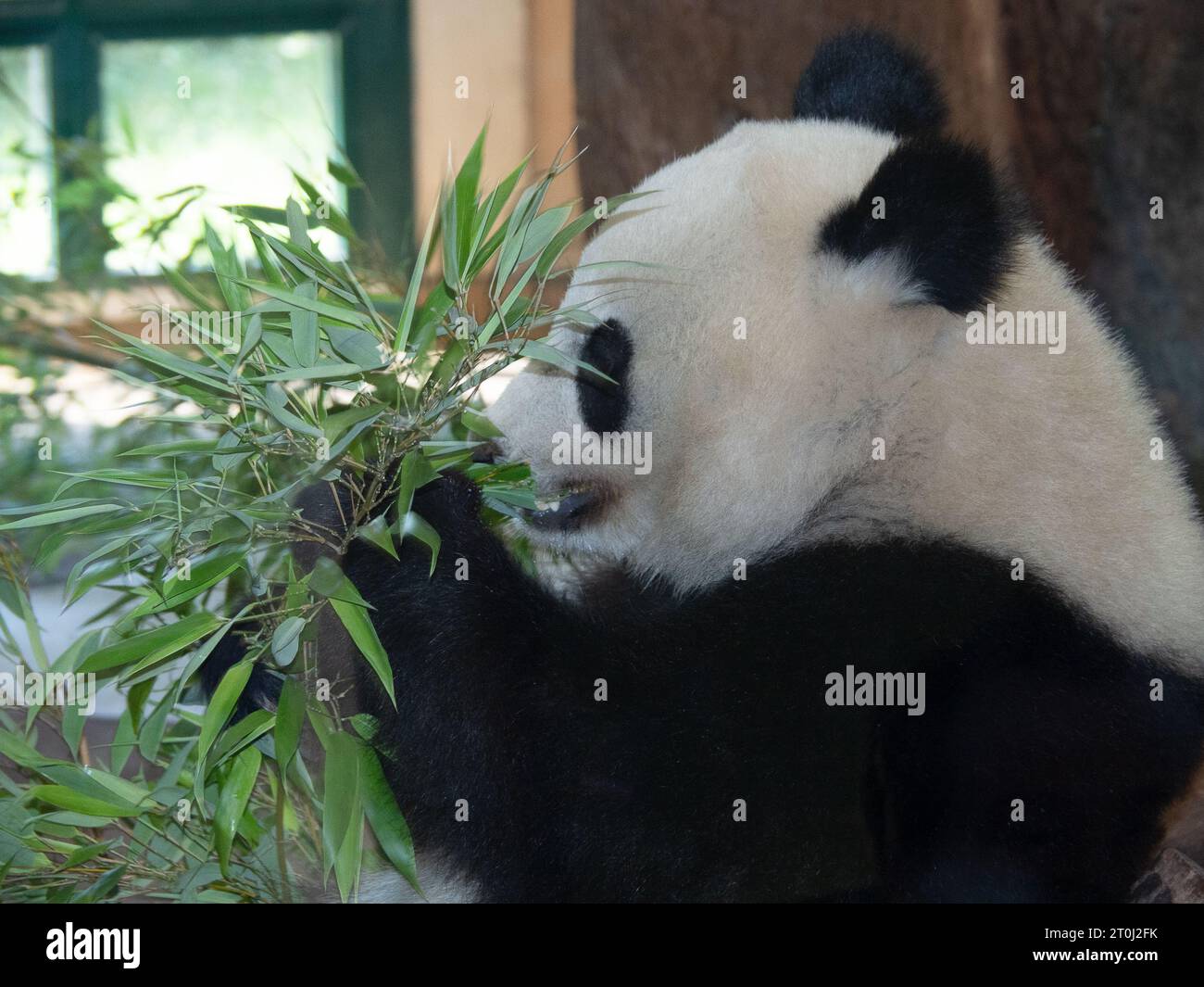 Uno scatto di un panda solitario nel suo recinto dello zoo, seduto e sgranocchiato tranquillamente su un pezzo di bambù Foto Stock