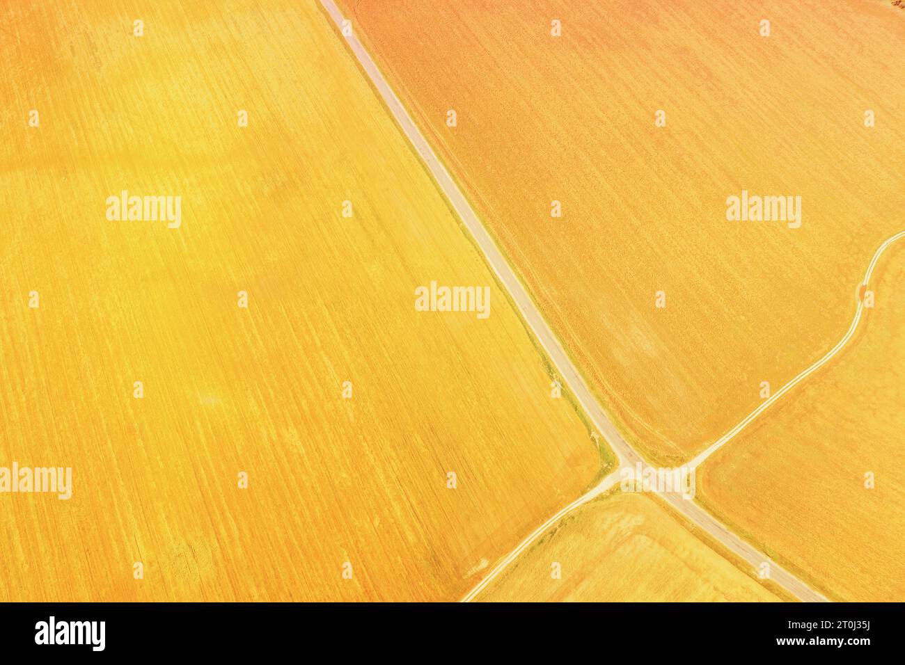 I Clusters gialli dei campi agricoli seminate con le colture differenti. Aereo Visualizza la strada di campagna attraverso i campi. Golden Wheat Agricultural Summer Season Foto Stock
