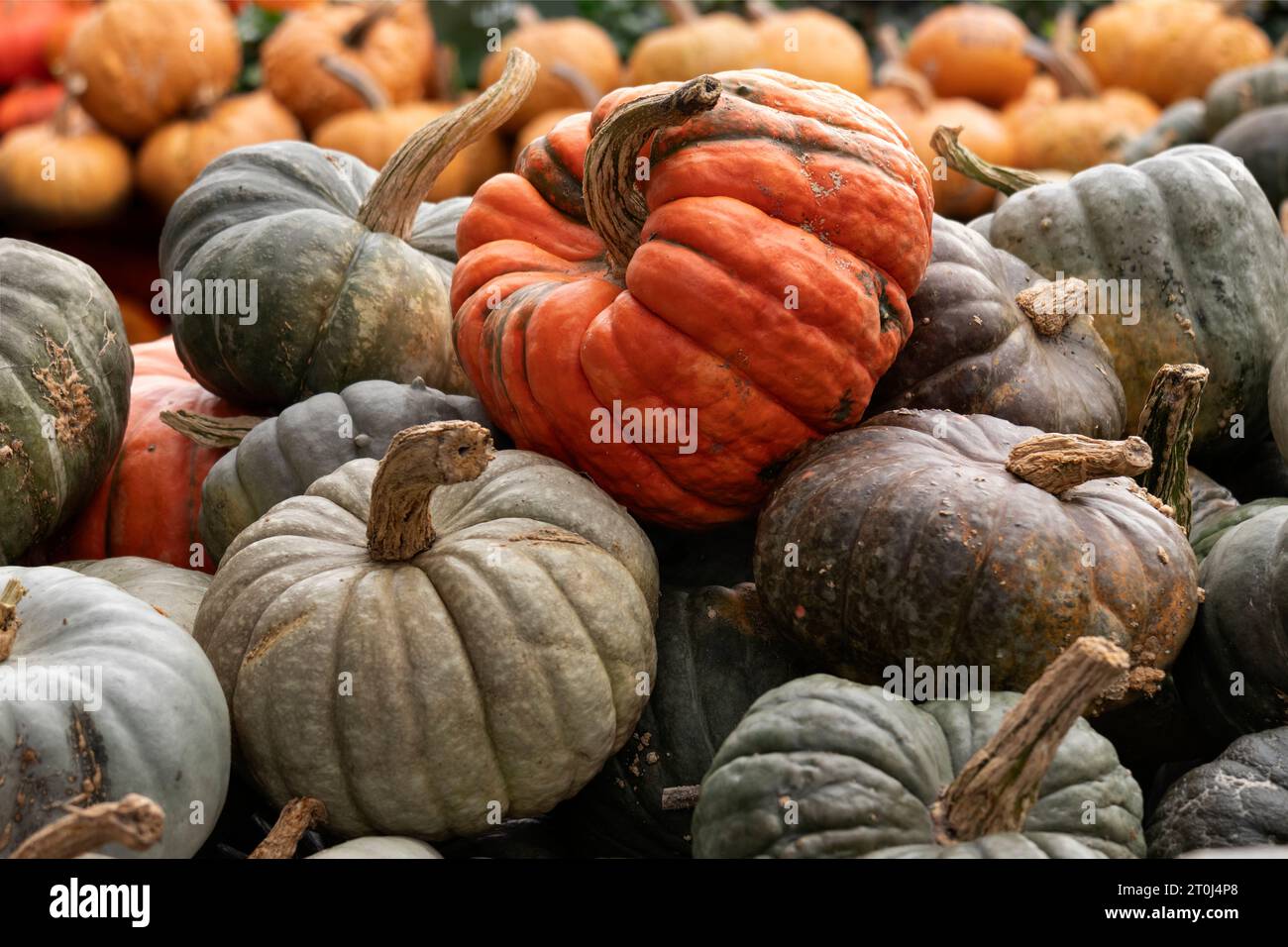 Collezione di diverse zucche all'aperto primo piano come sfondo Foto Stock