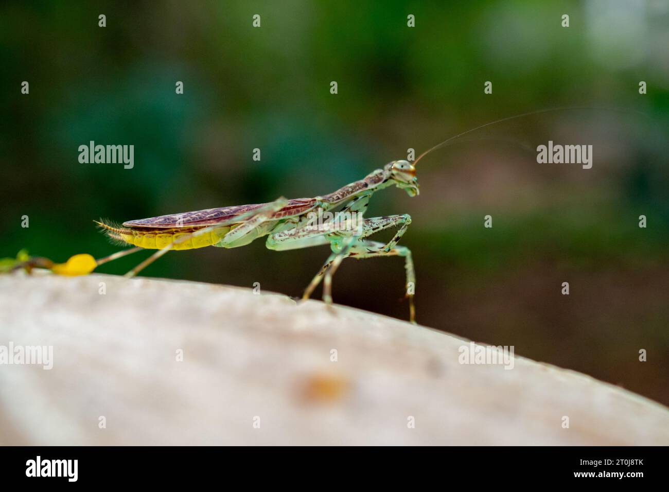 Primo piano su un mantide europeo Foto Stock