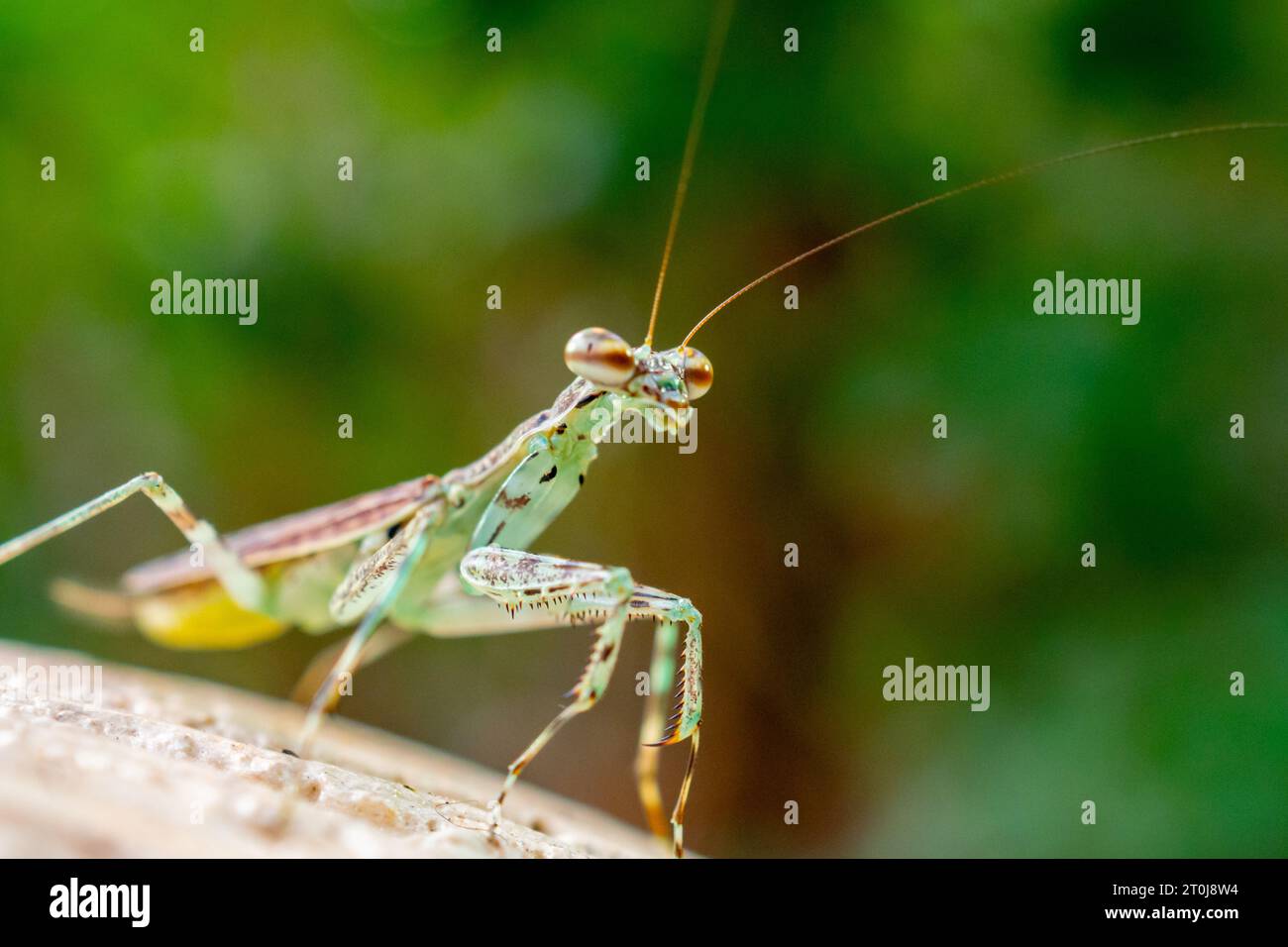 Primo piano su un mantide europeo Foto Stock