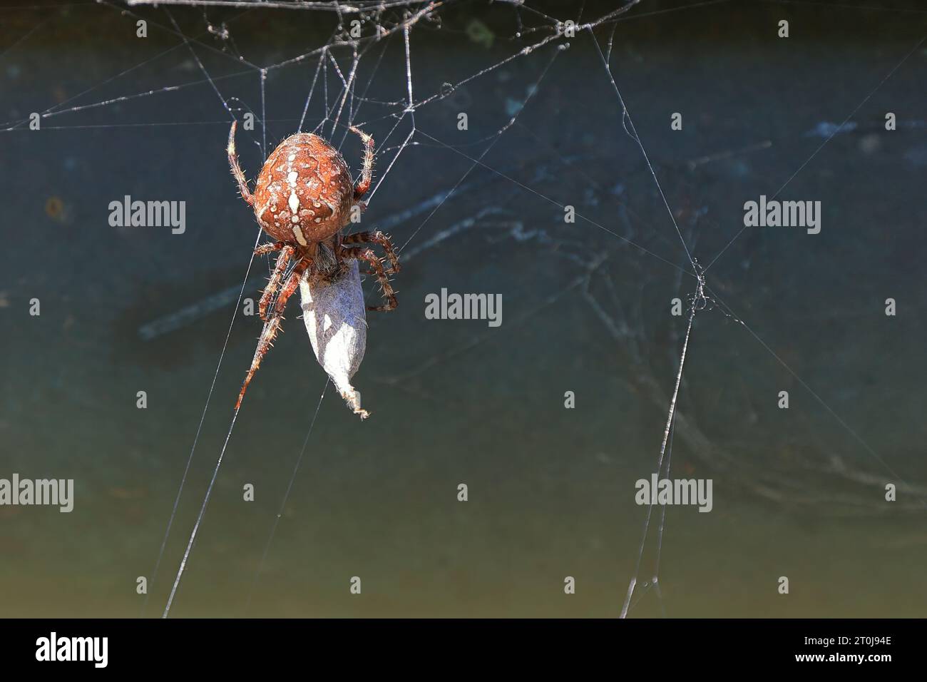 primo piano di un ragno incrociato nella sua ragnatela Foto Stock