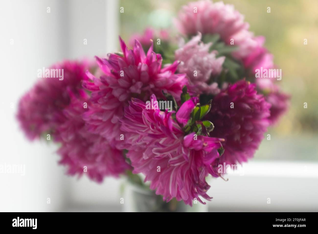 Bouquet di balsami rosa vicino alla finestra Foto Stock