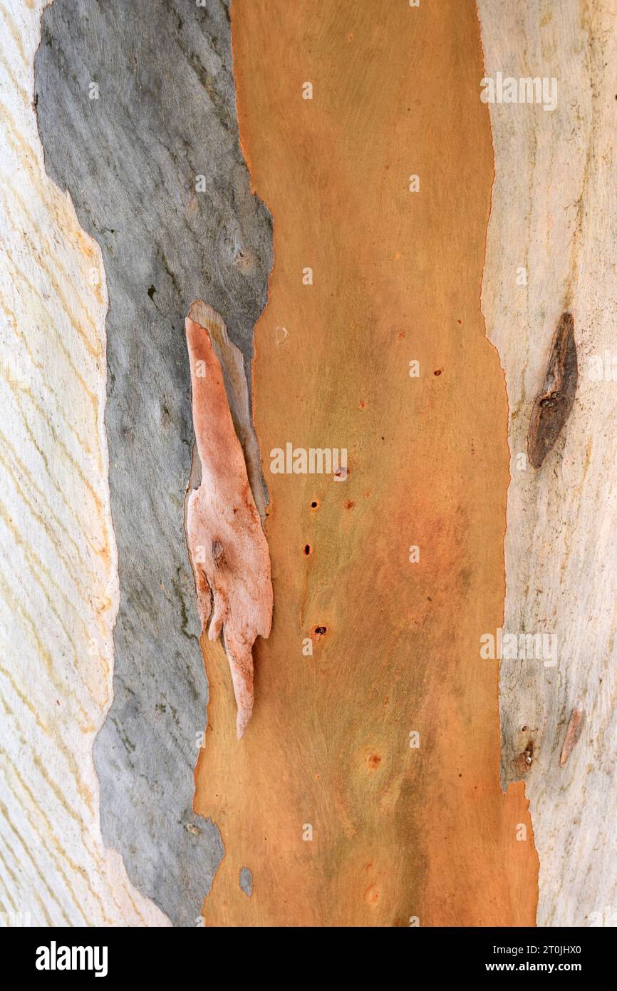 Fotografia verticale ravvicinata di texture e motivi di corteccia di eucalipto a righe arancioni, beige e grigie, Isole Canarie, Spagna Foto Stock