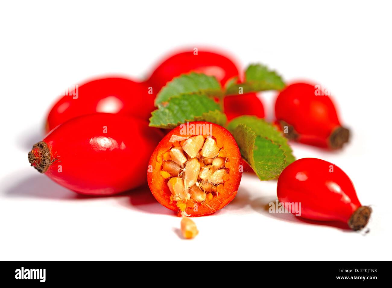 Anche di rosa mature isolate su sfondo bianco Foto Stock