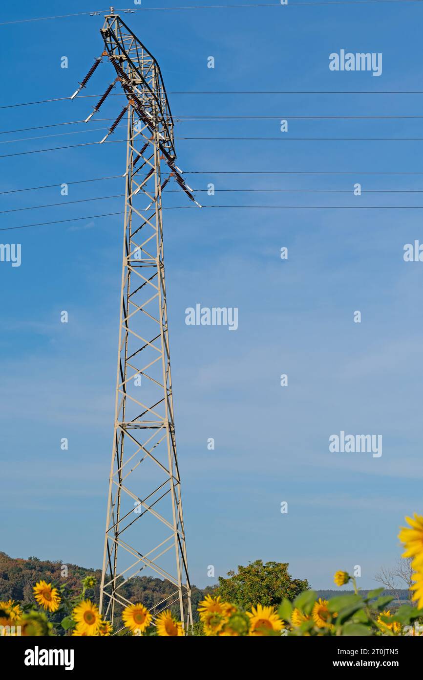 Palo della linea elettrica contro un cielo blu con girasoli Foto Stock