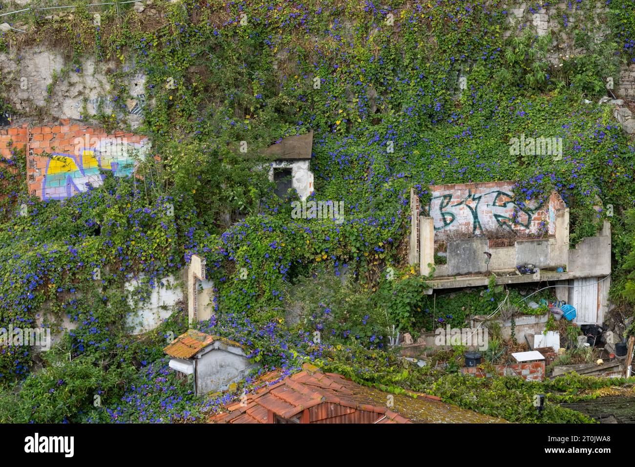 Vite viola di gloria mattutina ipomoea purpurea che copre vecchi edifici di Porto, Portogallo Foto Stock