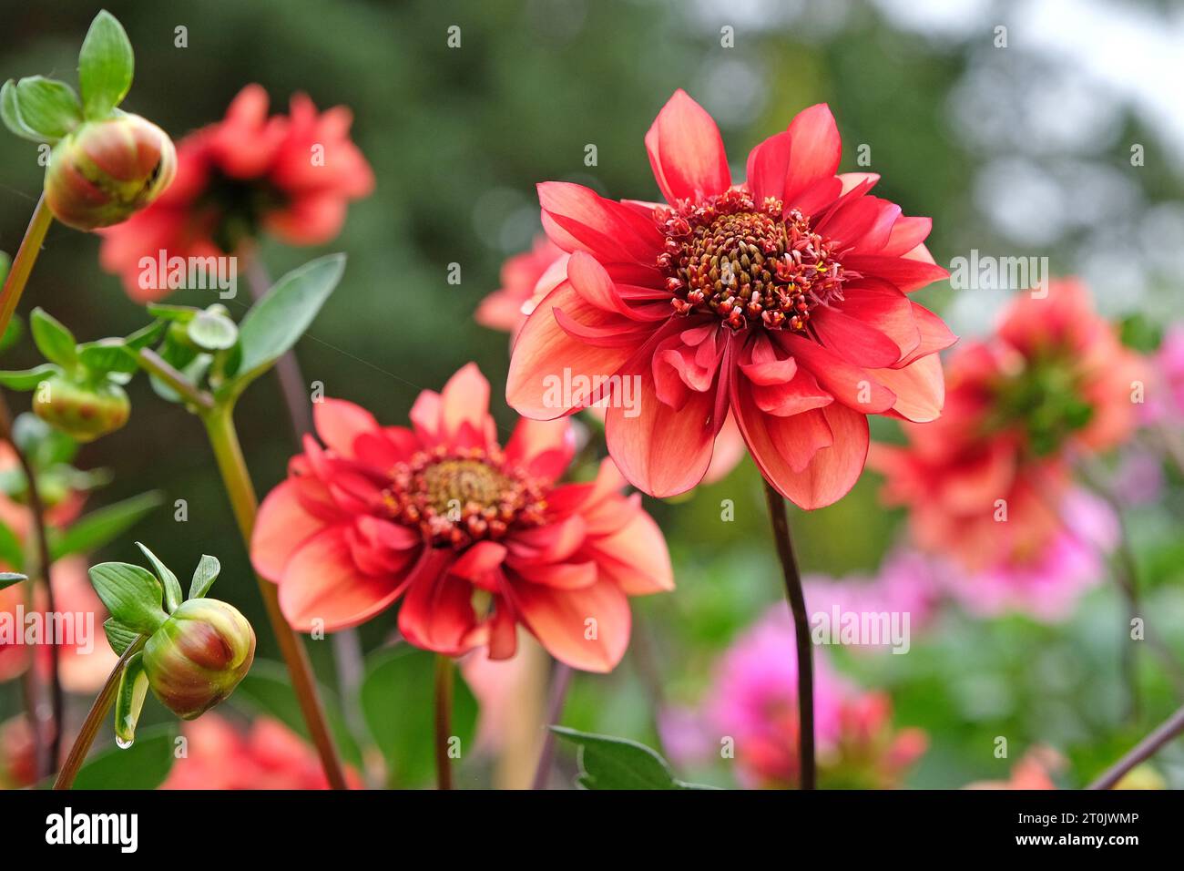 Collaretta arancione e rossa Dahlia ÔSarah RavenÕ in fiore. Foto Stock